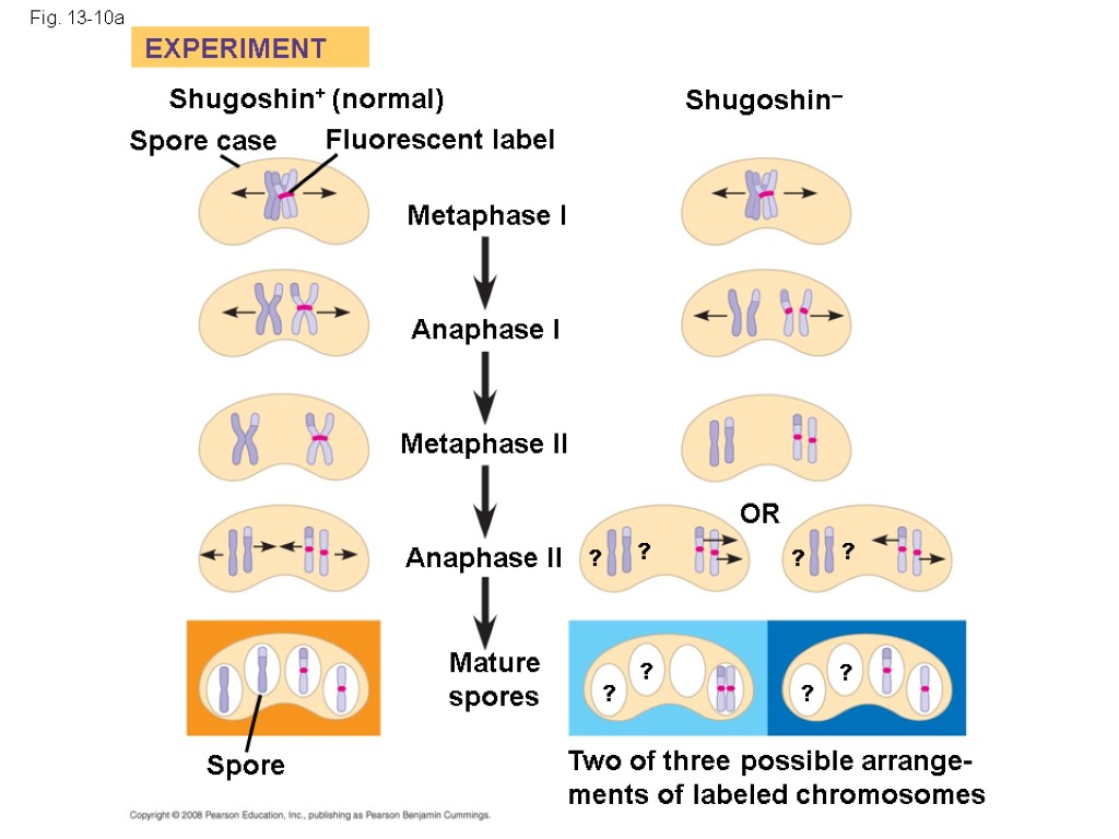 Fig. 13-10a EXPERIMENT Shugoshin+ (normal) Spore case Fluorescent label Metaphase I Anaphase I Metaphase